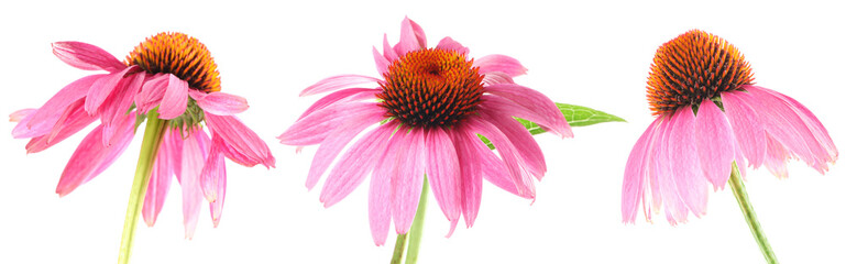 Pink Echinacea flowers isolated on white, set