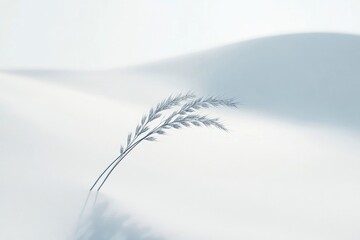 Minimalist image of wheat stalks on a pristine white surface, accentuated by subtle shadows and soft, diffused light.