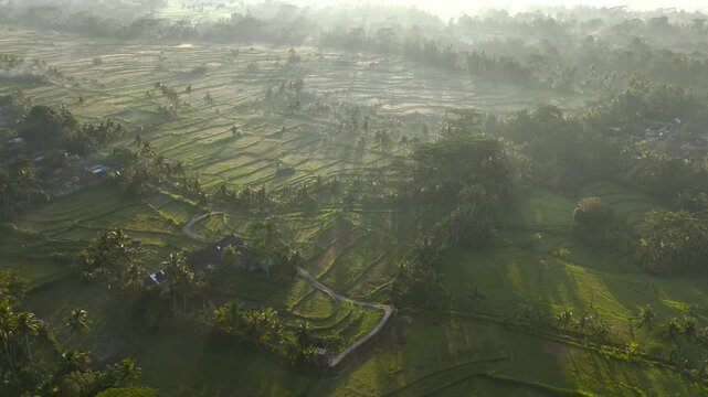 Sunbeam over rice field in Ubud, Bali, Indonesia