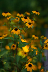 Flowers of Rudbeckia in the garden