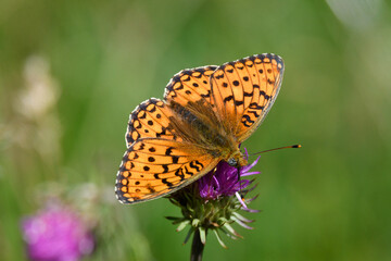 Obraz premium orange butterfly with black dots on purple flower in the mountains