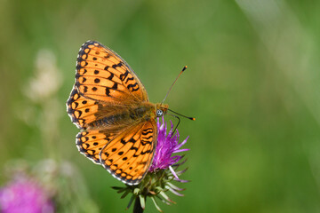 orange butterfly with black dots on purple flower in the mountains