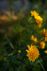 flower rudbeckia golden ball in the garden