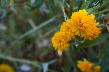 flower rudbeckia golden ball in the garden