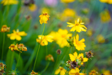 Flowers of Rudbeckia in the garden