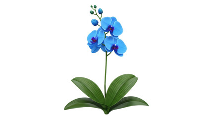 Isolated blue orchid flower with green leaves, a delicate beauty for botanical designs