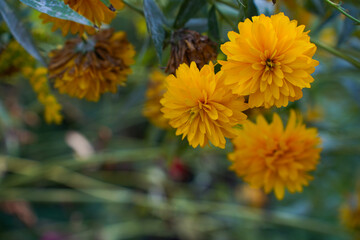 flower rudbeckia golden ball in the garden
