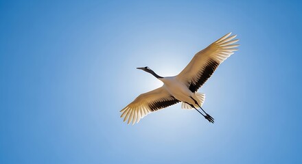 Fototapeta premium Crane in Flight Against a Clear Blue Sky.