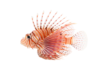 Colorful lionfish with elaborate fan-like fins and distinctive orange striped pattern, isolated on a transparent background