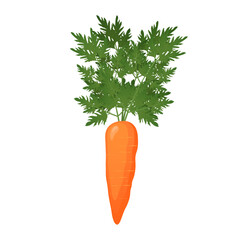 Fresh orange carrot with green leaves growing upward