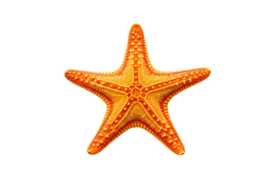 Golden-orange sea star with textured surface displaying natural five-pointed radial symmetry, isolated on a transparent background