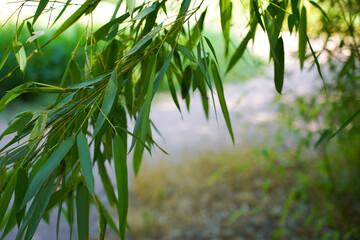 Green Bamboo leaves in the garden