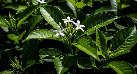 Close-up of vibrant green leaves and delicate white flowers in sunlight.