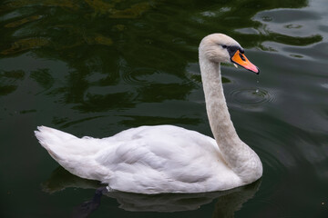 Obraz premium A graceful white swan swimming on a lake with dark water. The white swan is reflected in the water