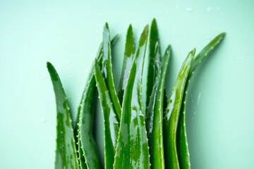Fresh aloe vera leaves with water drops close-up, natural skincare and organic health concept.