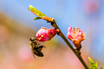 Bee collecting nectar from flowers of the blossoming peach tree in spring