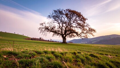 Obraz premium Lonely tree on a grassy hill at sunset