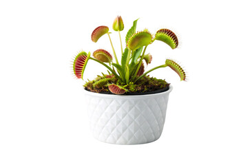 Venus flytrap carnivorous plant with multiple traps displayed in decorative white textured pot, isolated on a transparent background