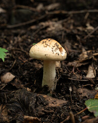 Small White Mushroom in Leaf Litter
This resembles an Amanita species, possibly Amanita vaginata (Grisette) or a related pale Amanita.