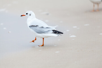 Seagull in the natural environment on the Baltic Sea.