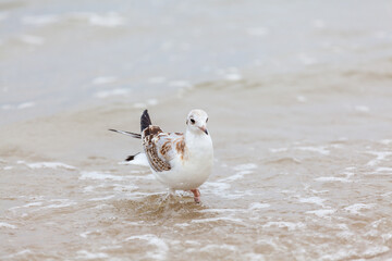 Seagull in the natural environment on the Baltic Sea.
