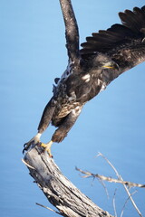 Juvenile Bald Eagle
