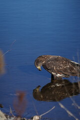 Juvenile Bald Eagle