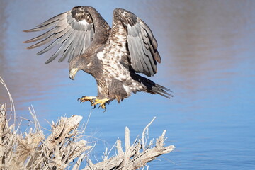 Juvenile Bald Eagle