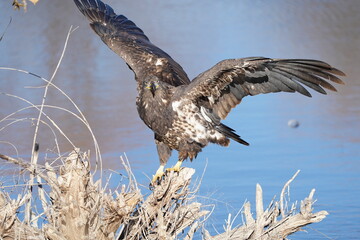 Juvenile Bald Eagle
