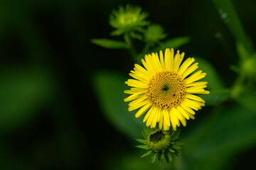 The swirling flowers blooming in the wild by the roadside, wild plants of nature