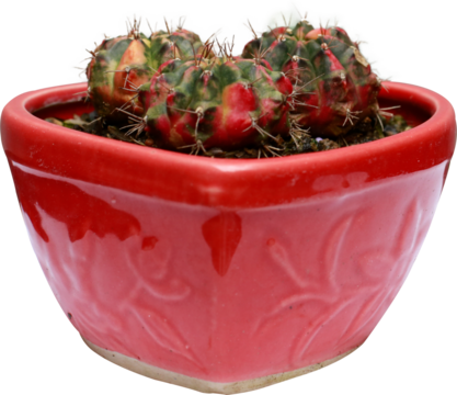 pink prickly cactus on transparent background