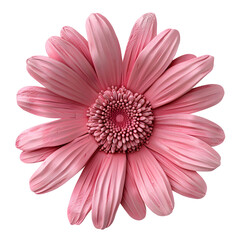 Isolated Pink Daisy Flower 
