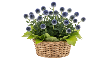 Isolated ornamental blue globe thistles in woven basket, decorative garden centerpiece