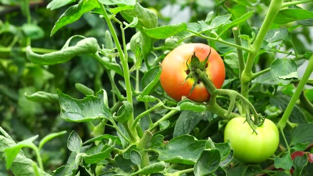 Fresh Tomato Picking in Greenhouse - Hand Harvesting Ripe Red Tomatoes from Plant