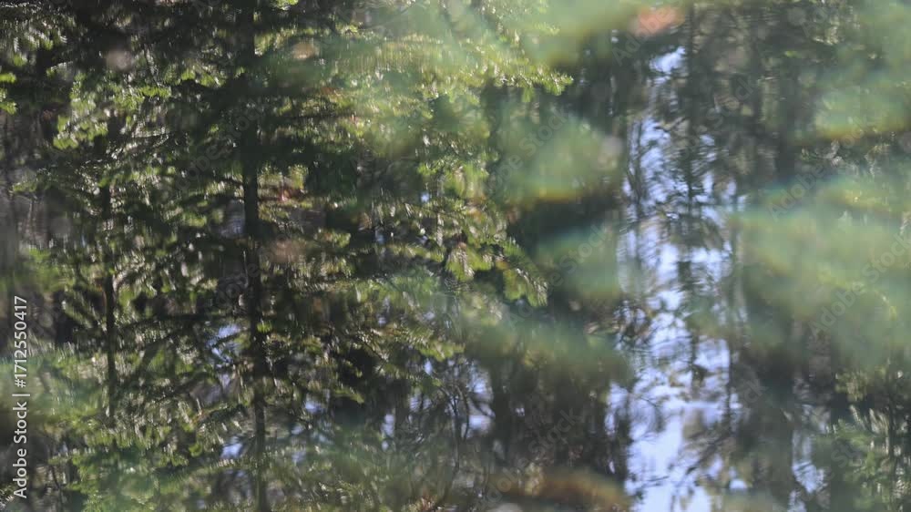 Wall mural reflection of a northern forest in a small pond with small waves creating interesting patterns