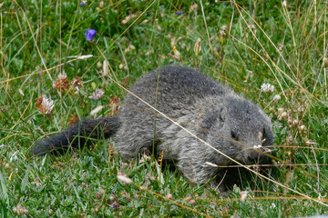 marmots in the high mountains in the summer months