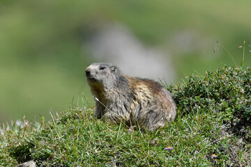 marmots in the high mountains in the summer months