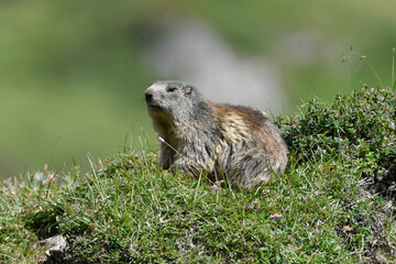 marmots in the high mountains in the summer months