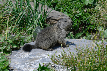 Fototapeta premium marmots in the high mountains in the summer months