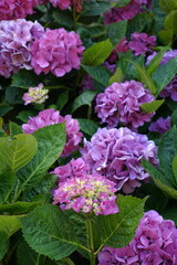 Ortensie viola in fiore con fogliame verde rigoglioso