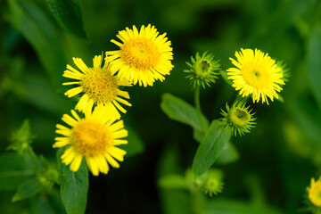 The swirling flowers blooming in the wild by the roadside, wild plants of nature