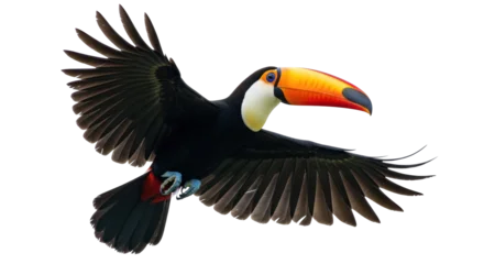 Gordijnen Toekan Isolated Toco Toucan gracefully soars in flight, showcasing its stunning orange beak and plumage  © Marigold