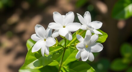 Fototapeta premium Close-up of beautiful white jasmine flowers blooming on a green leafy stem in a sunlit garden