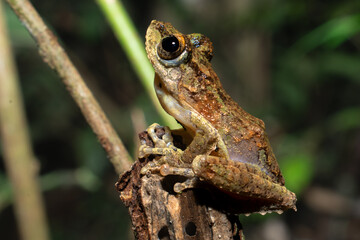 Frilled Tree Frog on Branch in Sumatran Rainforest