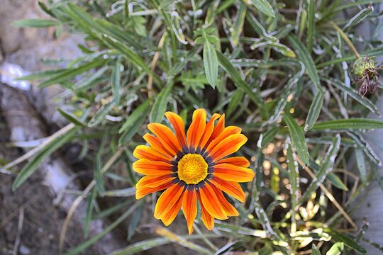 orange flower in the garden