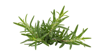 Isolated Rosemary herb, fresh aromatic evergreen flavoring plant with needle-like leaves