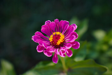 Obraz premium zinnia flower on green background in botanical garden