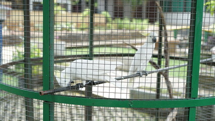 Blur Portrait of a pair of large white parrots sitting in a cage. a pair of beautiful parrots in a cage in the garden
