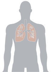 人体の肺・気管支・呼吸器