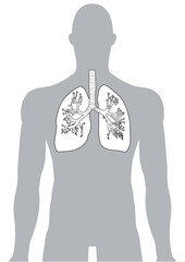 人体の肺・気管支・呼吸器